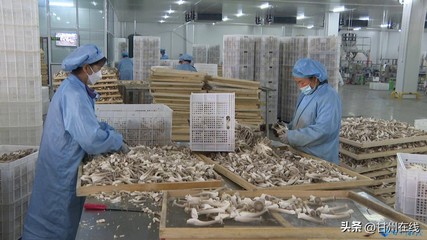 甘肅神農菇業 工廠化量產鹿茸菇，打造循環農業高質量發展模式與飼料生產協同體系
